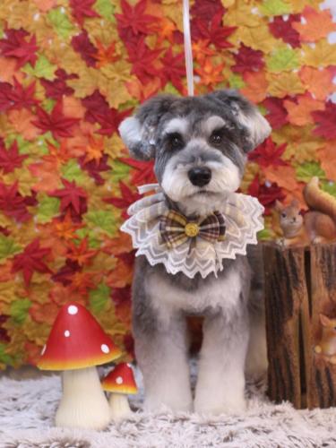 20241115ビッケくん